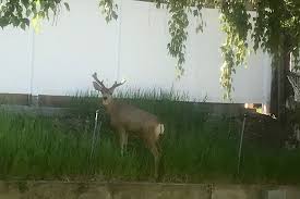 How To Keep Deer Out Of Your Garden And