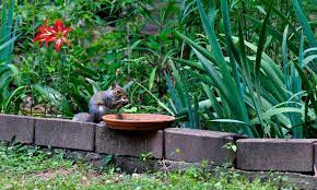 Rat Proof Garden How To Get Rid Of