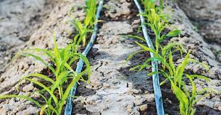 Drip Irrigation System