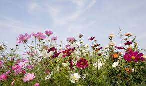 Wild Flower Haven In Your Garden