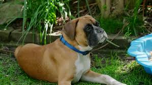 Bunnings Launch New Pet Range Better