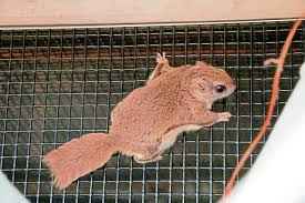 31 Flying Squirrels Take Refuge In