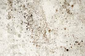 Mold Stains On The Wall Black Mold