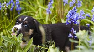 Dog Safe Plants 15 Plants That Work