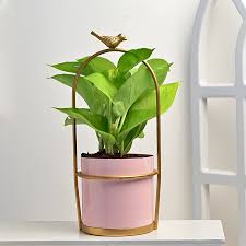 Indoor Plants Plants For Home