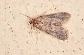 Get Rid Of Rice Moths And Pantry Moths