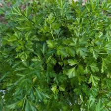 California Herb Garden
