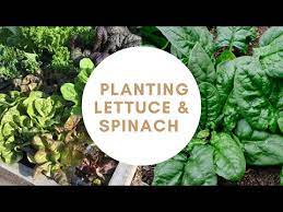 Grow Spinach In A Square Foot Garden