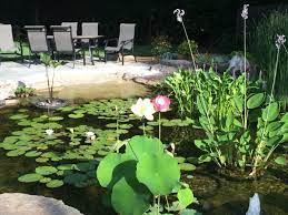 Large And Small Backyard Koi Pond Ideas