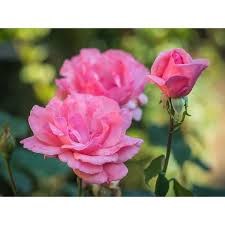 Live Rose Plant With Pink Flower