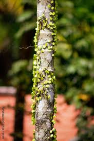 Pyrrosia Nummularifolia Also Know As