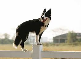How To Prevent A Dog Jumping Fence