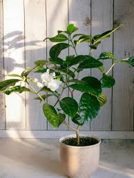 Learn How To Grow A Gardenia Indoors