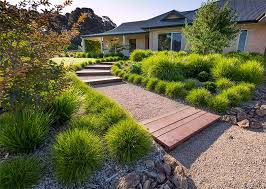10 Best Low Maintenance Plants Guide