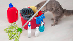 Household S Toxic To Cats