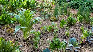 Calculate How Many Vegetables To Plant