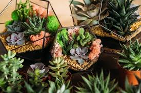 Planting Succulents In Glass Containers