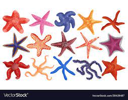 Sea Starfish Cartoon Set Icon Royalty