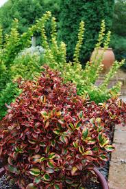 Plants That Thrive In Sandy Soils Nz