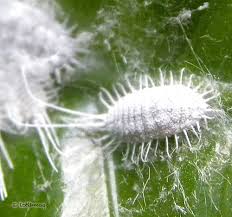 Plant Problems Mealybugs Stamen Stem