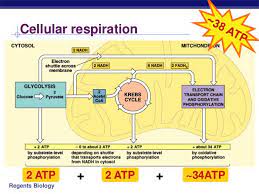 Cellular Respiration Equation Types