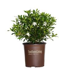 Fool Proof Gardenia Evergreen Shrub