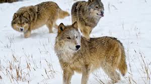 Keep Wolves From Killing Livestock