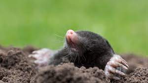 Get Rid Of Moles Using Home Remedies