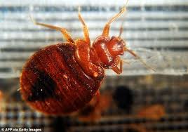 Do You Have Bed Bugs Expert Reveals