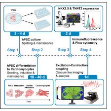 Protocol To Measure Calcium Spikes In