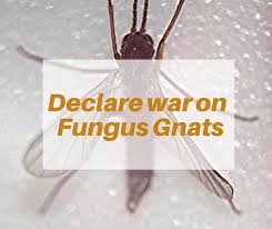 Fungus Gnats On Your Houseplants
