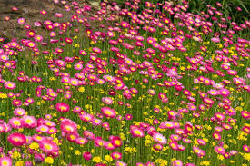 Australian Native Plants The Essential