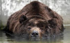 Fresh Black Bear Border Black Bears Hd