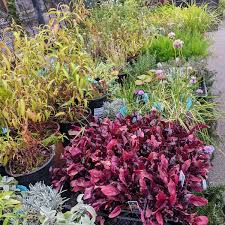 Bay Natives Nursery Garden Center