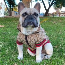 Pawcci Dolce Luxury Dog Jacket With