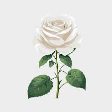 White Rose Vectors Ilrations For
