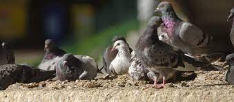 Keep Pigeons Away From Your Garden