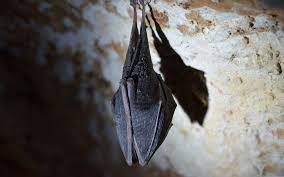 Do Bats Roost In Basements Let S Dive