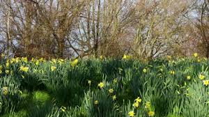 Spring Flowers At The Beginning Of