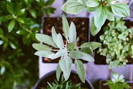 How To Create Indoor Herb Garden Park