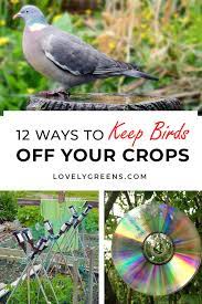 Keep Birds Out Of The Vegetable Garden