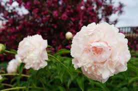 2023 Herbaceous Peony Blooms In The