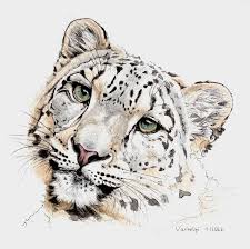 Snow Leopard Drawing By Lilla Varhelyi