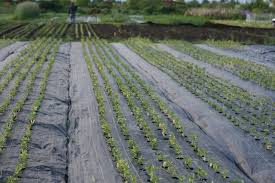 Growing With Landscape Fabric Floret