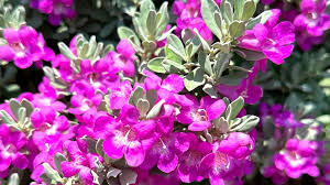 Texas Sage In Its Glory Thanks To