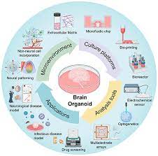 Recent Advances In Brain Organoid