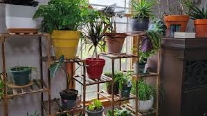 How Are Your Houseplants