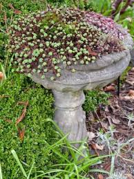 Growing Plants In A Birdbath Using A