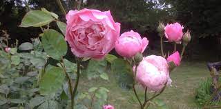 Best Rose To Grow In Your Garden