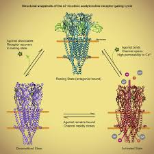 α7 Nicotinic Acetylcholine Receptor